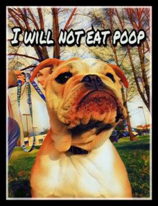 i will not eat poop